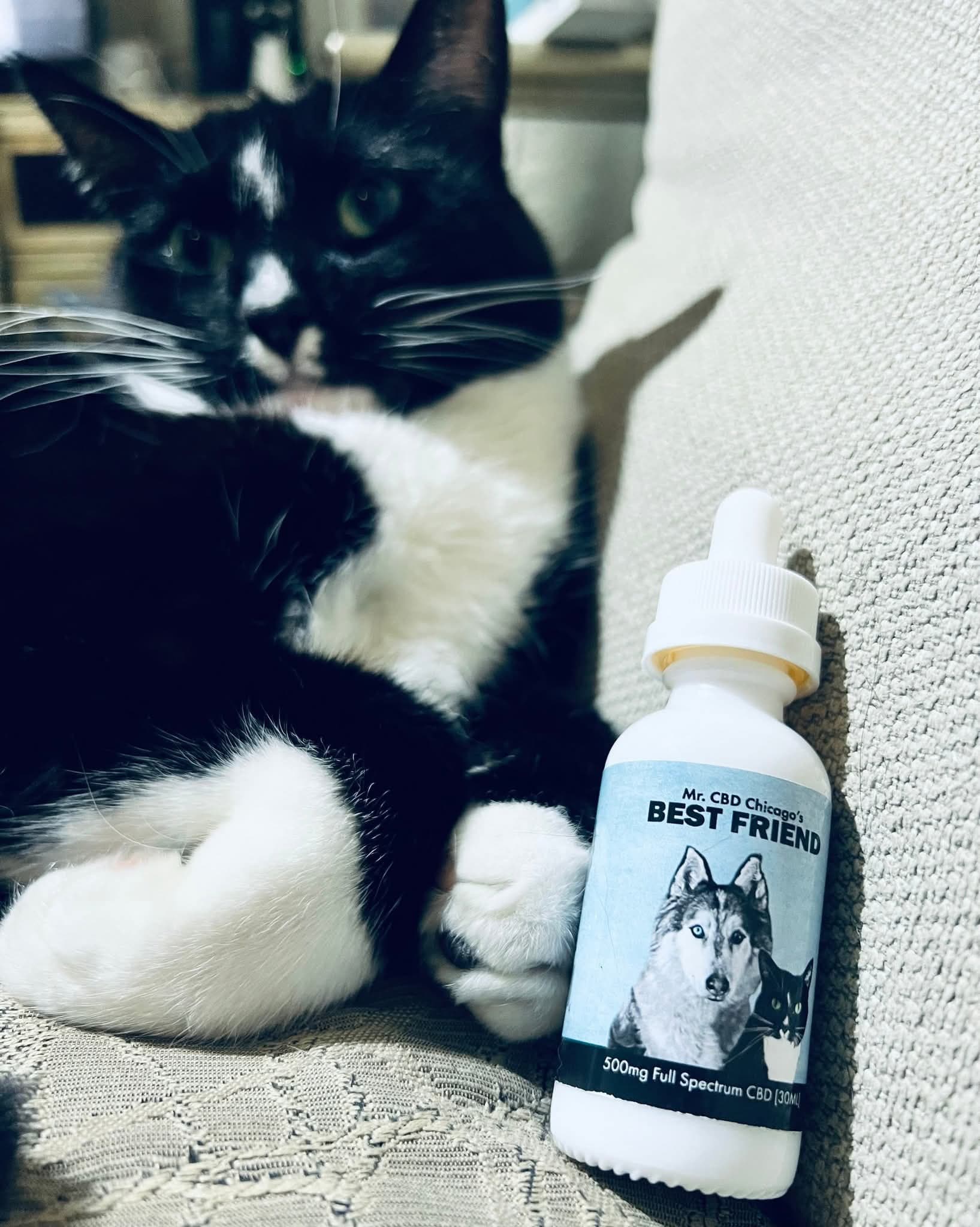 Cash, the owner's tuxedo cat, resting beside a Best Friend tincture
