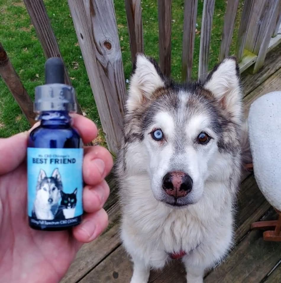 Mr. CBD Chicago's Best Friend pet tincture held beside Smokey, the owner's Siberian husky